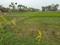 Sonarpur Plot View 2