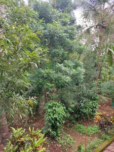 Image of 3400 Sq.ft 5 BHK Independent House for sale in Shoranur, Palakkad for Rs. 19000000