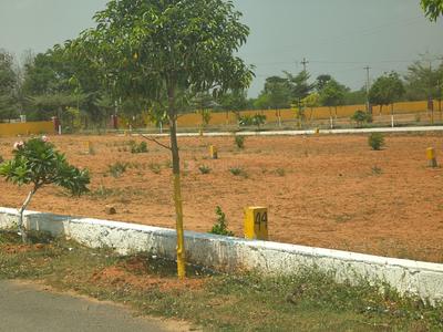 TEMPLE TREE Plot View 1