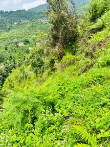 Image of 720 Sq.ft Residential Plot / Land for sale in Mukteshwar, Nainital for Rs. 7250000