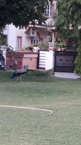 Image of 7200 Sq.ft 4 BHK Villa for sale in Satellite, Ahmedabad for Rs. 180000000