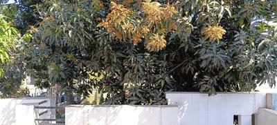 Image of 2250 Sq.ft 2 BHK Builder Floor for rent in Green Park Colony, Bareilly for Rs. 12000