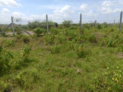 Residential Plot