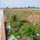 Ringnodiya Main Image 1