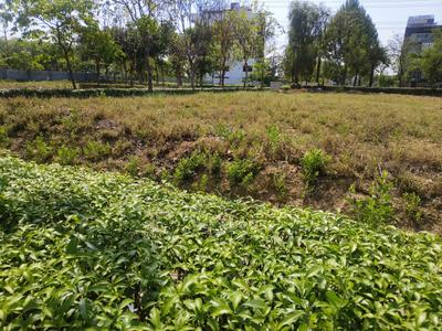 Image of 1089 Sq.ft Residential Plot / Land for sale in Reliance Met City, Yakubpur, Jhajjar for Rs. 10890000