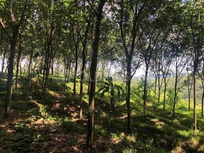 Image of 106722 Sq.ft Residential Plot / Land for sale in Vadakkencherry, Palakkad for Rs. 9824500