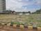 Sumangali garden Main Image 1