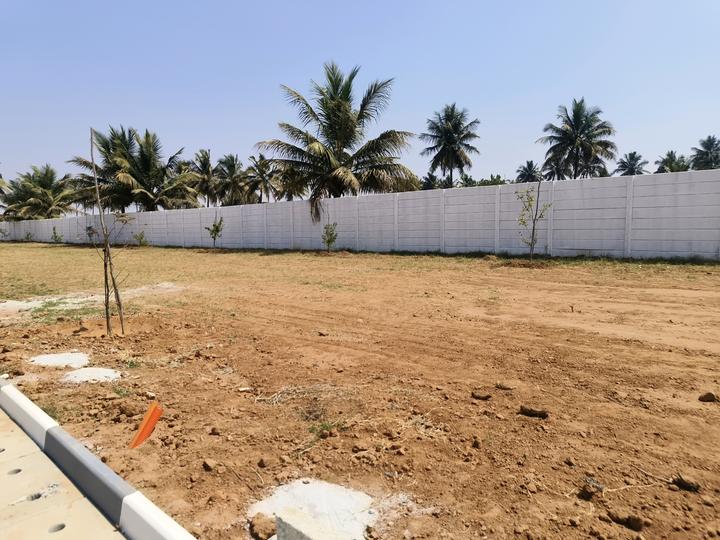 Sizzle White Willows Main Image 1