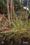 Brahmagiri Plot View 2
