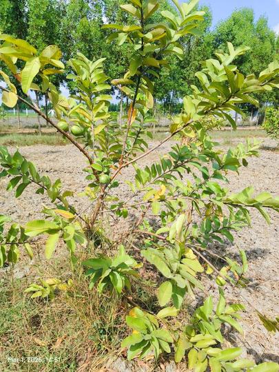 Melmaruvathur Main Image 1