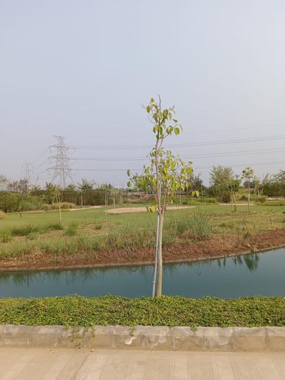 Olive Woods Main Image 1