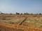 YEIDA Individual Residential Plots Main Image 1