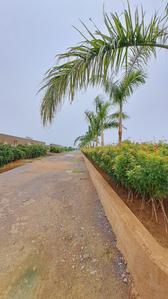 Datrenga Plot View 2