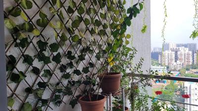 Balcony Image of 800 Sq.ft 2 BHK Apartment / Flat for rent in Venkatesh Graffiti Glover , Keshav Nagar Pune for Rs. 40000