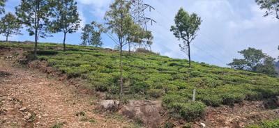 Image of 9000 Sq.ft Residential Plot / Land for sale in Kotagiri, Ooty for Rs. 6195000