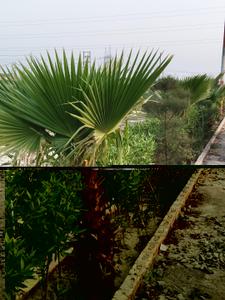 Image of 900 Sq.ft Residential Plot / Land for sale in Jarauli, Kanpur for Rs. 1800000