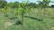 RED SANDEL GARDENS Plot View 2
