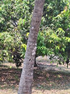 Image of 8505 Sq.ft Residential Plot / Land for sale in Melmaruvathur, Chennai for Rs. 2976750