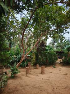 Image of 700 Sq.ft 4 BHK Independent House for sale in Payyampally, Wayanad for Rs. 6500000