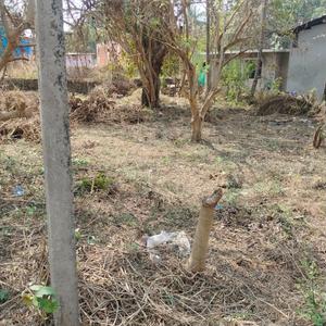 Manora Plot View 1