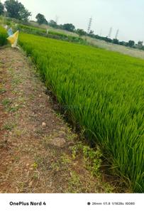 Image of 4840 Sq.ft Residential Plot / Land for sale in Moinabad, Hyderabad for Rs. 36000000