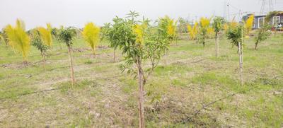 Agricultural Land