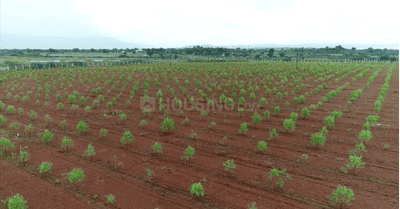 Agricultural Land