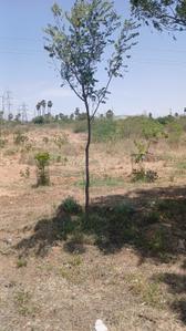 Image of 2371 Sq.ft Residential Plot / Land for sale in NGO Colony, Tirunelveli for Rs. 8700000
