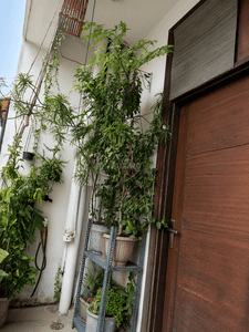 2 BHK Flat
