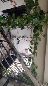 Balcony Image of 2007 Sq.ft 3 BHK Independent House for sale in Dhabli Indore for Rs. 7000000