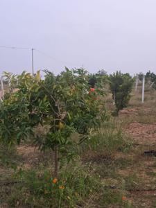 Image of 121 Sq.ft Residential Plot / Land for sale in Keesara, Secunderabad for Rs. 786500