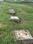 UPSIDC Site C, Surajpur Main Image 1