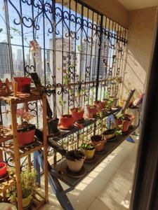 Balcony Image of 1851 Sq.ft 4.5 BHK Apartment / Flat for sale in Mahim Mumbai for Rs. 70000000