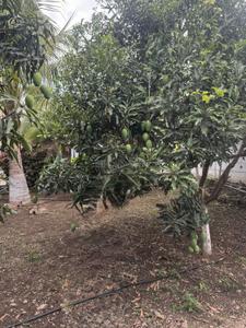 Image of 86400 Sq.ft 5 BHK Farm House for sale in Chevella, Hyderabad for Rs. 110000000