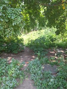 Image of 1355 Sq.ft Residential Plot / Land for sale in Scheme No 140, Indore for Rs. 21138000