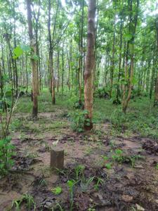 Image of 1944 Sq.ft Residential Plot / Land for sale in Pallakadiyam, Rajahmundry for Rs. 1458000