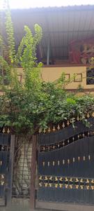 Balcony Image of 5000 Sq.ft 5 BHK Villa for rent in Salma Pine Ridge, Velachery Chennai for Rs. 135000
