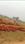 Aryapalli Plot View 2