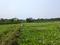Sonargaon 2 Main Image 1