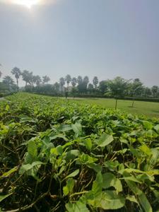 Image of 125 Sq.ft Residential Plot / Land for sale in Kurali, Mohali for Rs. 3950000