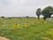 Walajabad Plot View 2