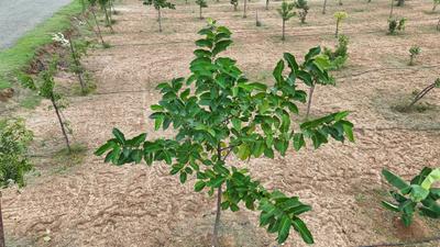 Image of 9600 Sq.ft Residential Plot / Land for sale in Panjappur, Tiruchirappalli for Rs. 8900000