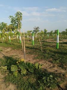 Image of 9600 Sq.ft Residential Plot / Land for sale in Chengalpattu, Chennai for Rs. 2400000