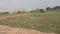 Atala Plot View 2