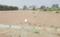 Jangamakote Main Image 1