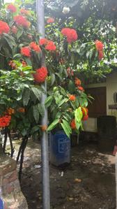 Image of 1904 Sq.ft 6 BHK Independent House for sale in Basishta, Guwahati for Rs. 6000000