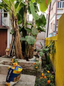 Image of 800 Sq.ft 2 BHK Independent House for rent in Dinkar Nagar Majhuliya, Muzaffarpur for Rs. 5500