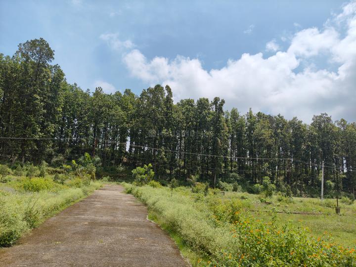 Dhaulas Main Image 1