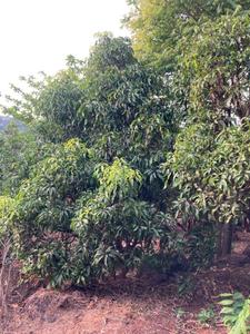 Image of 99000 Sq.ft Residential Plot / Land for sale in Khed, Chiplun for Rs. 10000000