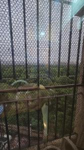 Balcony Image of 660 Sq.ft 1 BHK Apartment / Flat for sale in Shree Shiv Shankar, Kamothe Navi Mumbai for Rs. 8000000